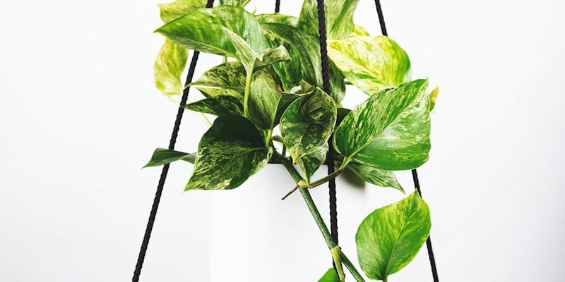 欧洲强队法国与英格兰的足球比赛场景